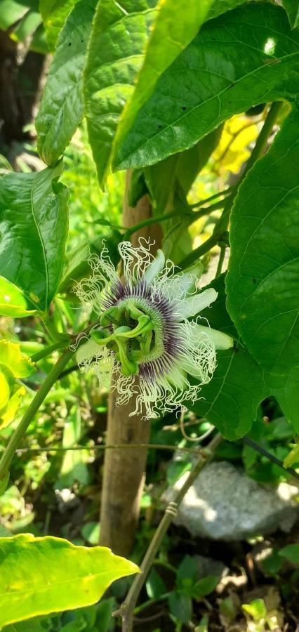 Апартаменты Casa L&M Lajes das Flores Экстерьер фото